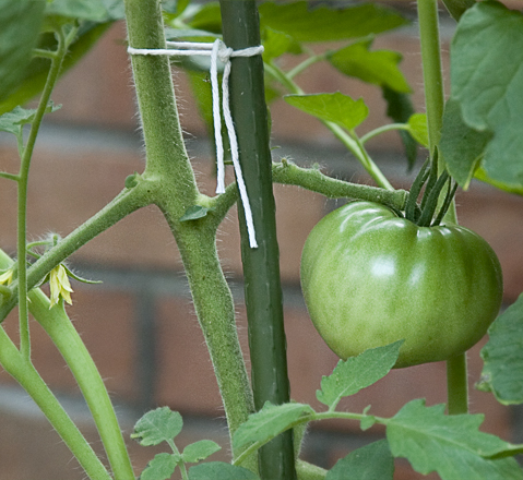 tomato.jpg tomato.jpg