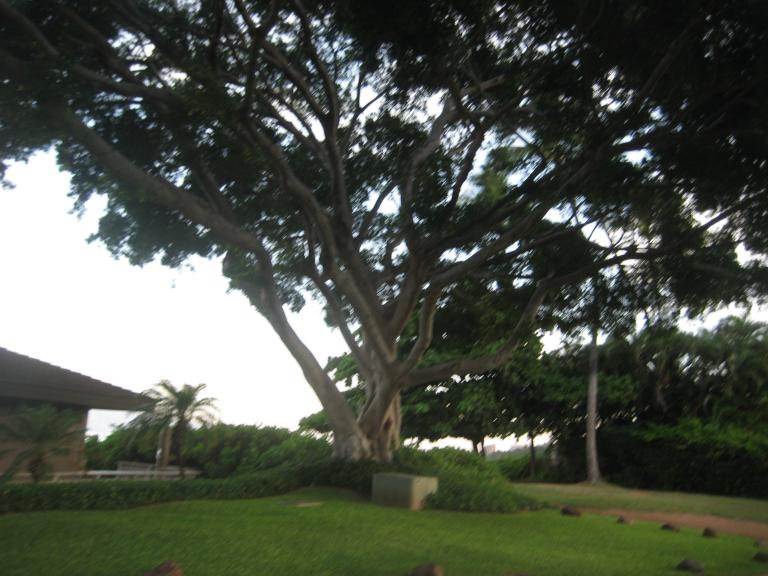 Hawaii 460.JPG
