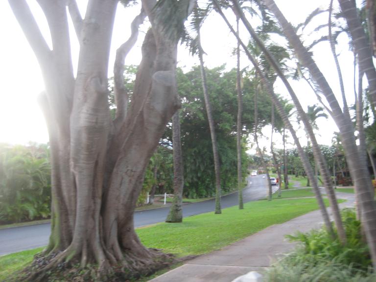 Hawaii 463.JPG