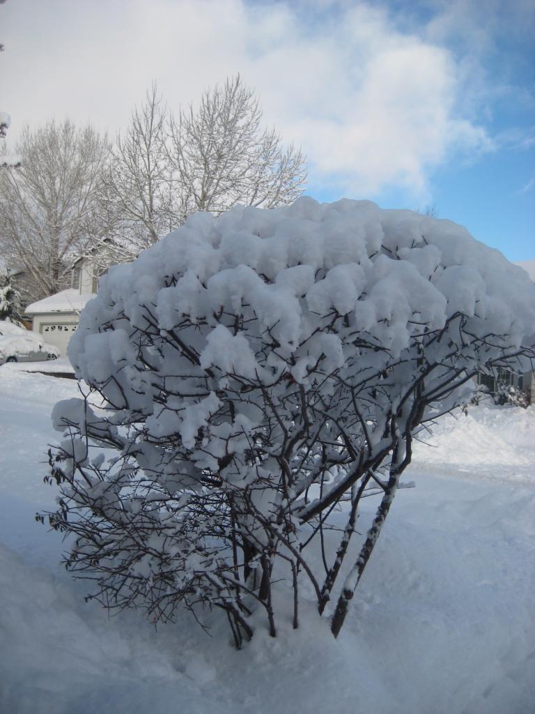 morningsnow 010.JPG
