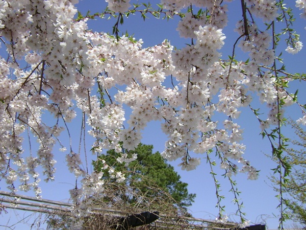 b-DSC03304.JPG