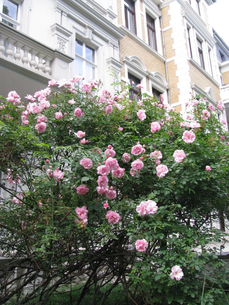 bonn,보름달 062.jpg