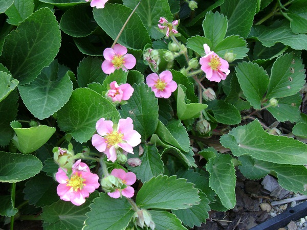 b-DSC04009.JPG
