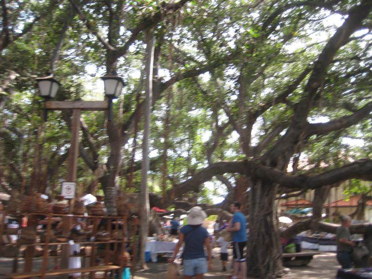 Hawaii 508.JPG