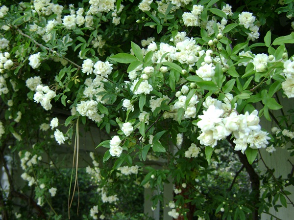 a-DSC03921.JPG