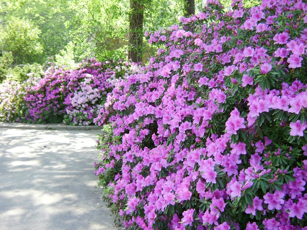 a-DSC03936.JPG