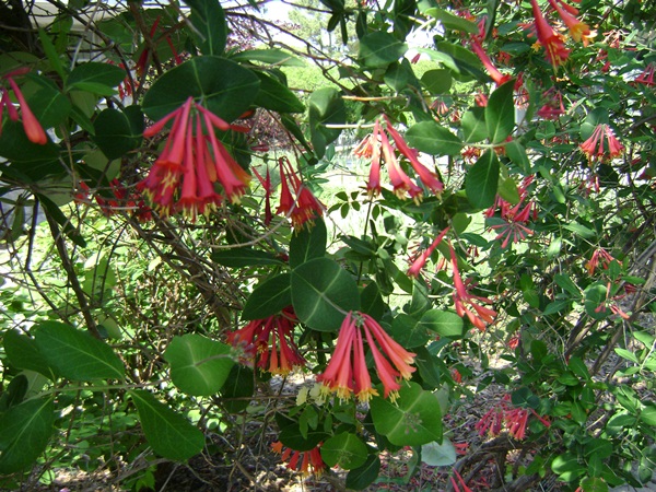 a-DSC03961.JPG