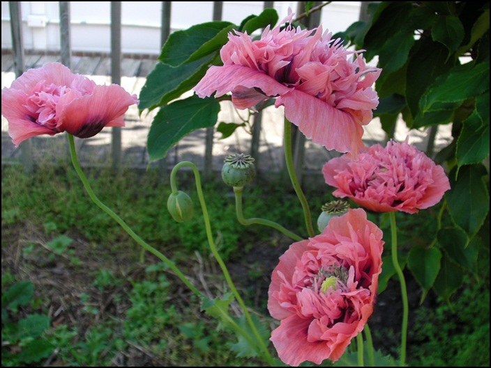 bb-SANY0324.JPG