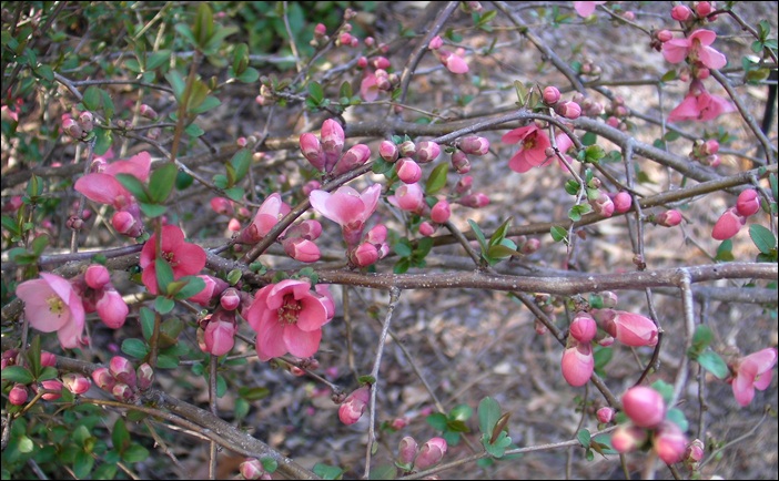 a-SANY0034.JPG