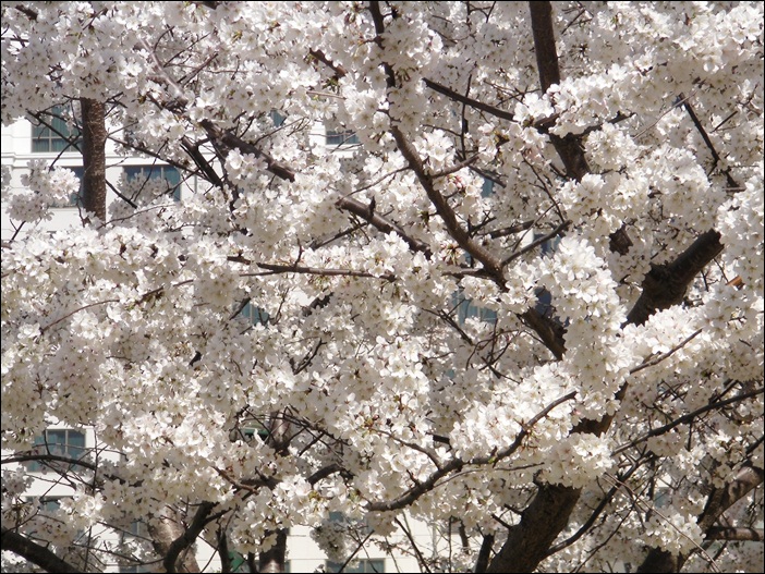 a-SANY0811.JPG