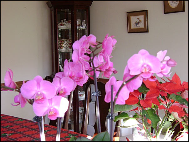 c-DSC02386.JPG