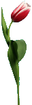 color_flower24.gif