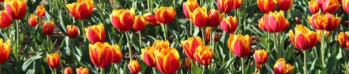 IMG_8919-crop.jpg