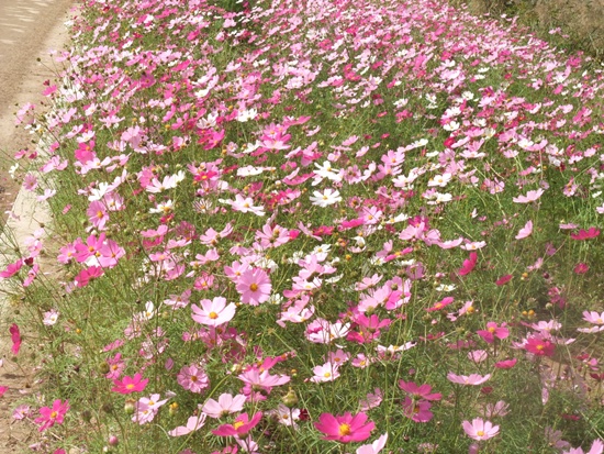 DSCF2074.jpg