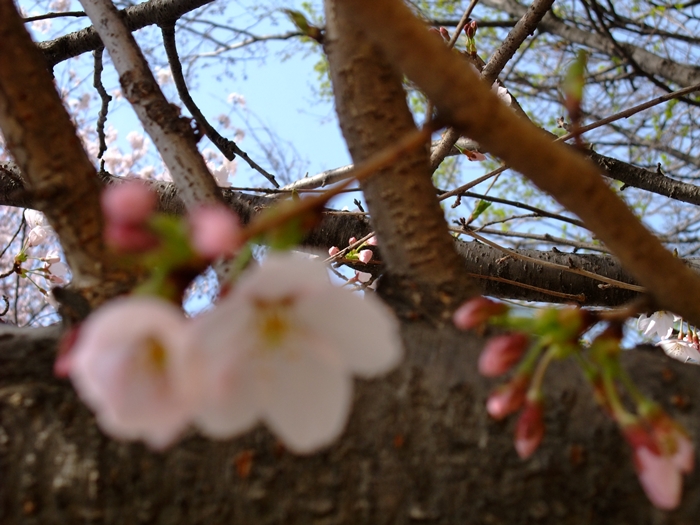 지리산4.15 031.jpg 지리산4.15 031.jpg