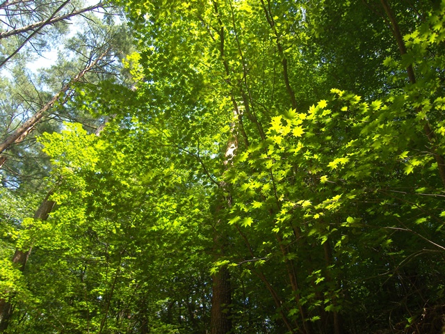 SN200175.JPG