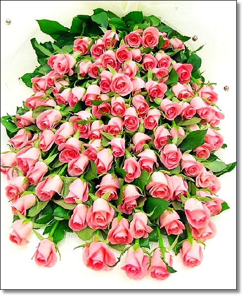 rose99.jpg