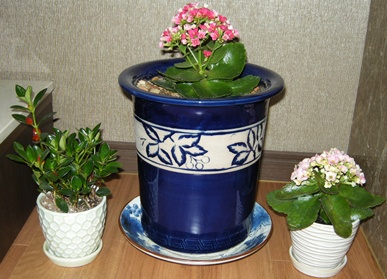 sung 004-crop.JPG
