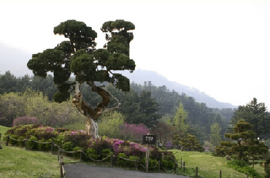 tree04.JPG