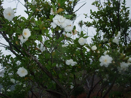 DSCF3474-094.JPG