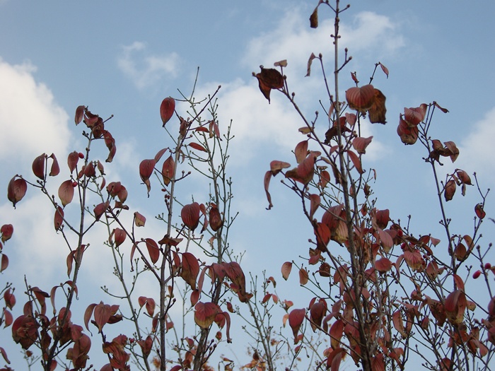 SN200577.JPG