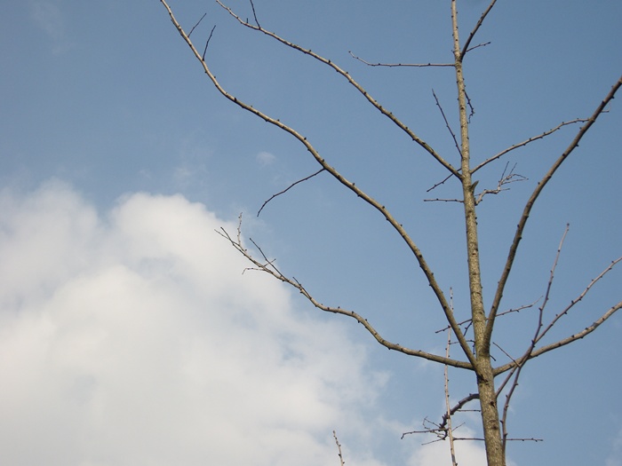 SN200579.JPG