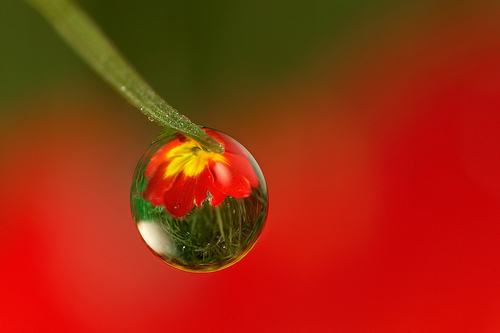 dew drop flower 2.jpg