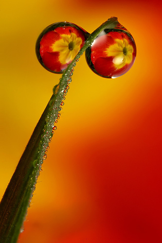 dew drop flower 3.jpg