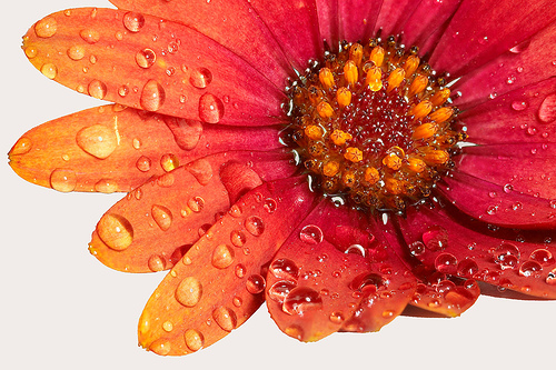 dew drop flower original.jpg