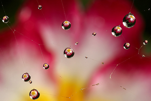 dew drop flower web.jpg