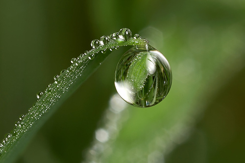 dew drop natural.jpg