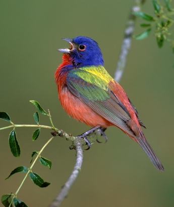 bird.jpg