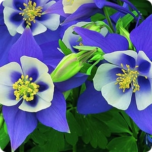 보라꽃img363F_tmp.jpg 보라꽃img363F_tmp.jpg