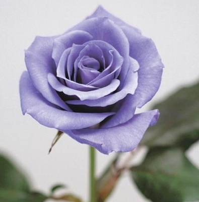color_13.jpg