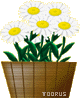 color_flower79.gif color_flower79.gif