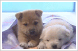 Cute 5.gif Cute 5.gif