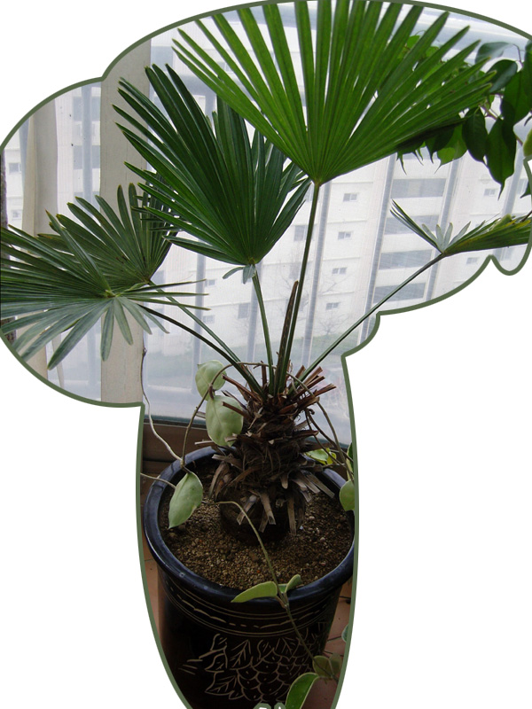 plant1.jpg