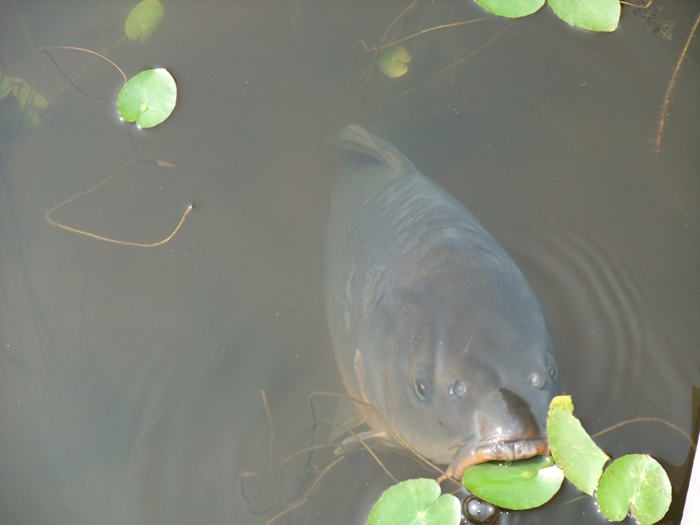 DSCF1323.jpg