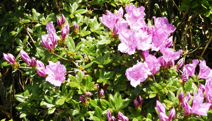 jeju 039-crop.JPG
