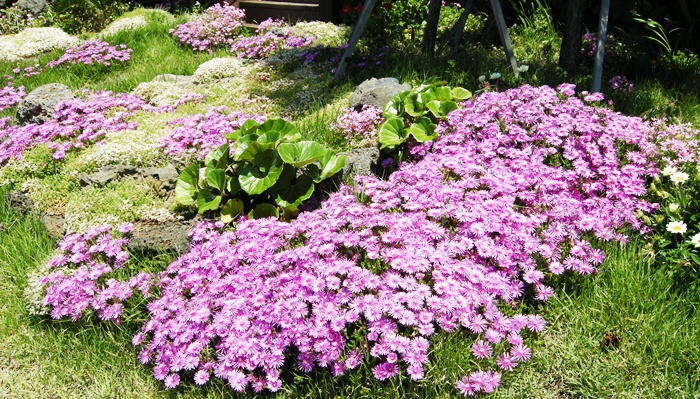 jeju 092-crop.JPG