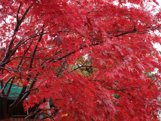 DSCF0171.jpg