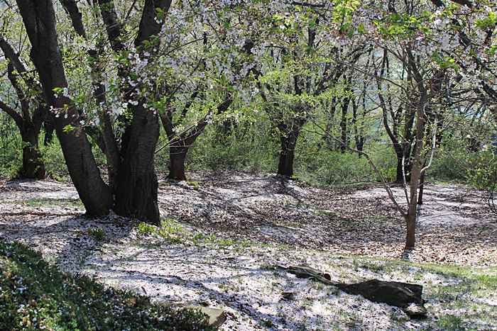 IMG_8854.JPG