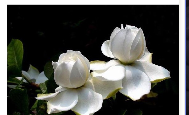 flower.jpg