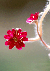 fl-crop.gif