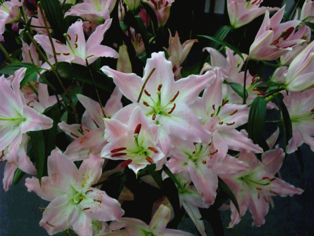 anigif일산4.gif
