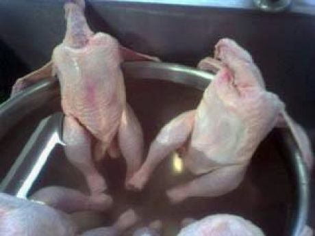 chicken.jpg
