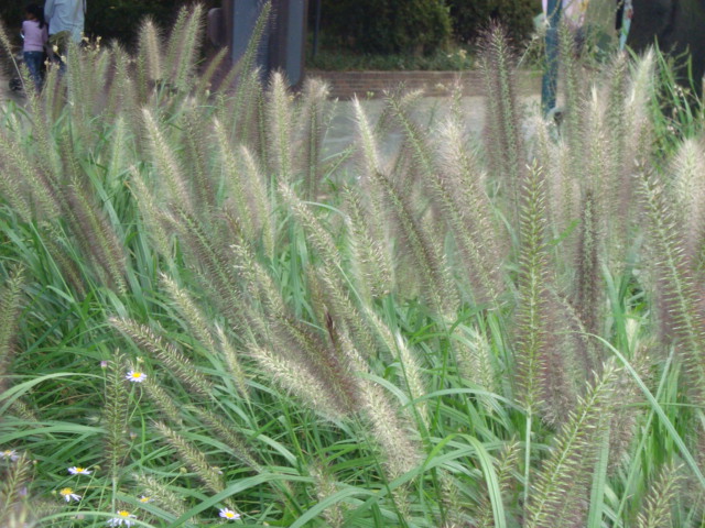 DSC01792.JPG