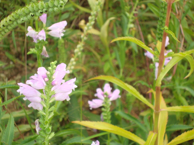 DSC01795.JPG