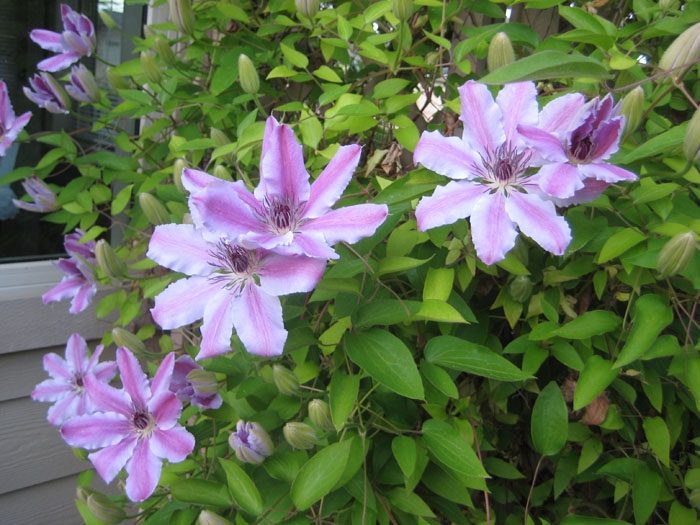 IMG_0446 a.jpg
