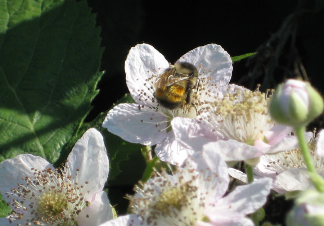 bee a.jpg bee a.jpg